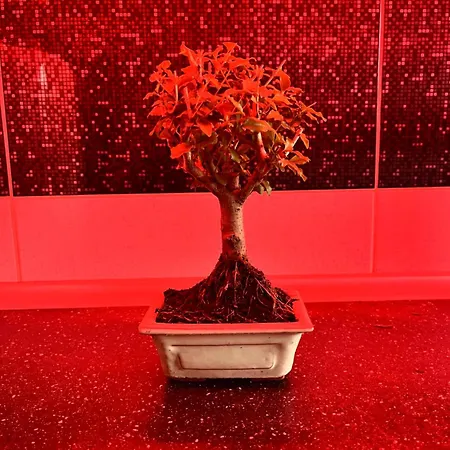 Casa Bonsai Apartament Bucureşti
